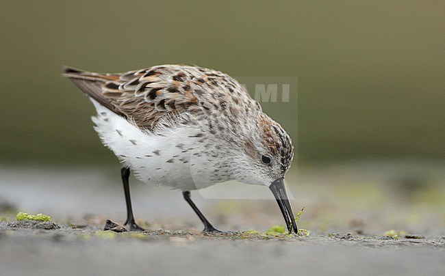 Volwassen Alaskastrandloper, Adult Western Sandpiper stock-image by Agami/Mike Danzenbaker,
