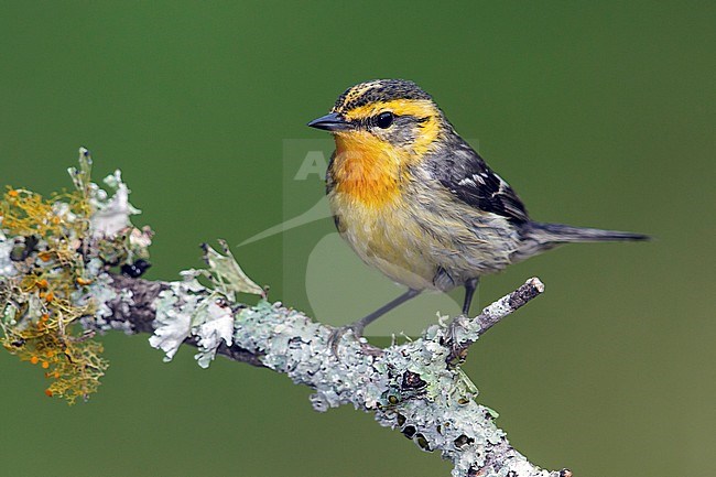 Adult female breeding
Galveston Co., TX
April 2013 stock-image by Agami/Brian E Small,