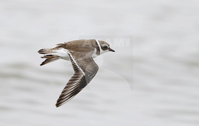 Semipalmated Plover, Charadrius semipalmatus, in flight at Cape May, New Jersey, USA stock-image by Agami/Helge Sorensen,