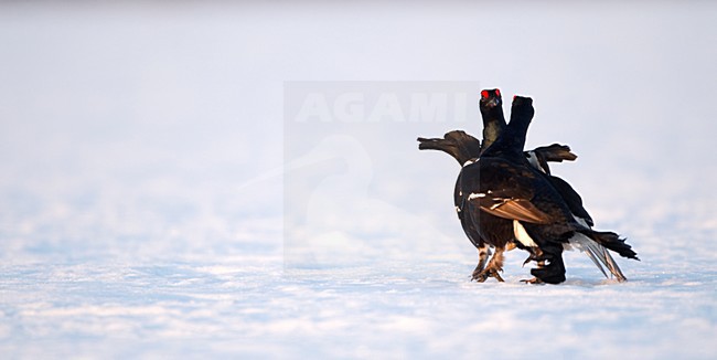 Vechtende mannetjes Korhoen in de sneeuw, Males Black grouse fighting in the snow stock-image by Agami/Danny Green,