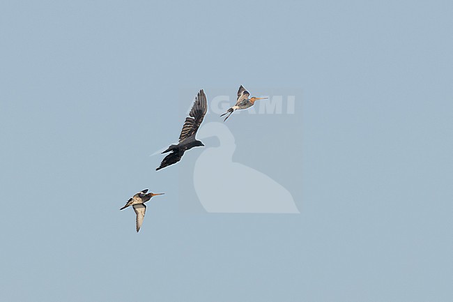 stock-image by Agami/Menno van Duijn,