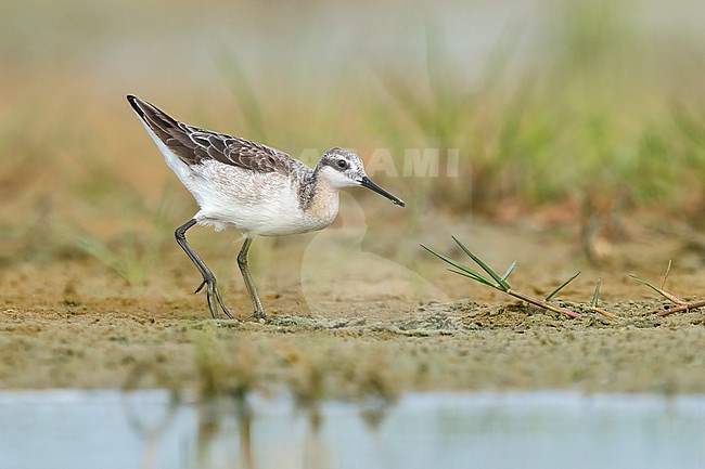 Adult male in transition to breeding
Galveston Co., TX
May 2023 stock-image by Agami/Brian E Small,