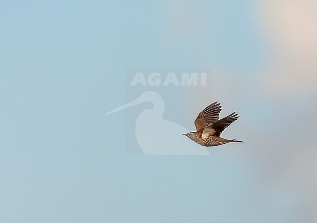 Wintering Fieldfare (Turdus pilaris) in the Netherlands. stock-image by Agami/Marc Guyt,