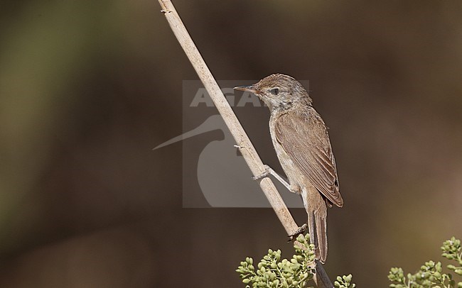 African Reed Warbler, Acrocephalus baeticatus ambiguus, Laguna de Taray, Castilla-La Mancha, Spain stock-image by Agami/Helge Sorensen,