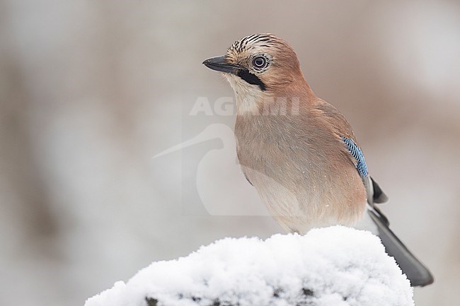 Gaai in de sneeuw stock-image by Agami/Han Bouwmeester,