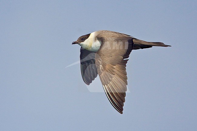 Long-tailed Jaeger (Stercorarius longicaudus) flying in Washington, USA. stock-image by Agami/Glenn Bartley,