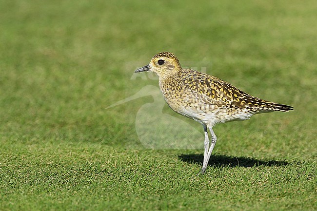 Adult Pacific Golden Plover (Pluvialis fulva) in nonbreeding plumage at Mauna Kea, Hawaii, USA in February 2018. stock-image by Agami/Brian E Small,