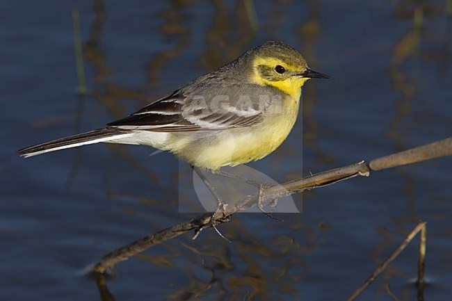 Citroenkwikstaart zittend op stengel boven water, Citrine Wagtail perched at stalk above water stock-image by Agami/Daniele Occhiato,