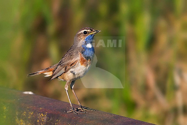 Bluethroat - Blaukehlchen - Cyanecula svecica ssp. cyanecula, Germany, adult male stock-image by Agami/Ralph Martin,