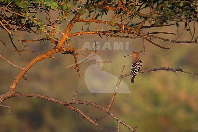 Common Hoopoe - Wiedehopf - Upupa epops, Oman, adult. Perched in a tree. stock-image by Agami/Ralph Martin,