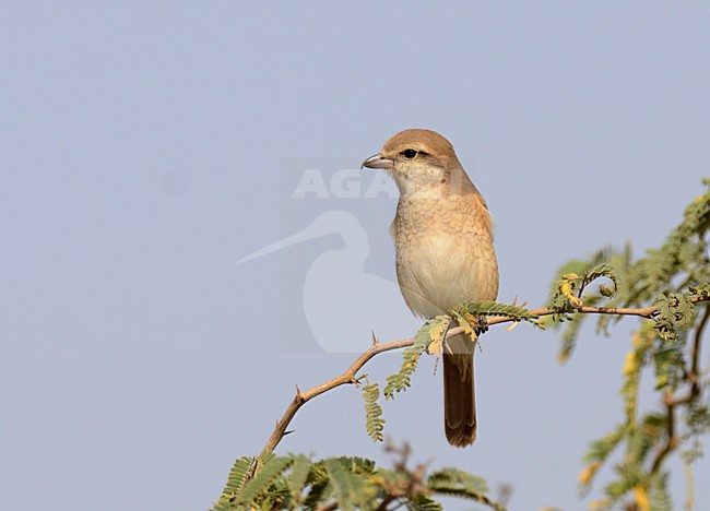Daurische Klauwier, Daurian Shrike, Lanius isabellinus stock-image by Agami/Laurens Steijn,