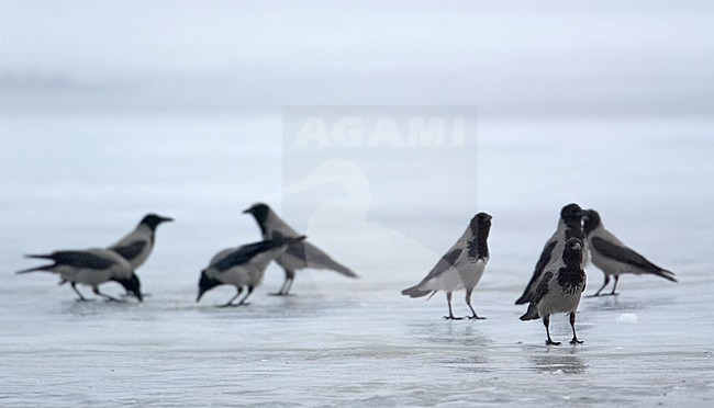 Bonte Kraai foeragerend in de winter; Hooded Crow foraging in winter stock-image by Agami/Markus Varesvuo,