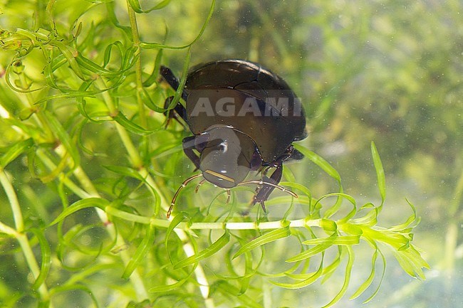 Grote spinnende watertor, (Hydrous piceus) stock-image by Agami/Theo Douma,