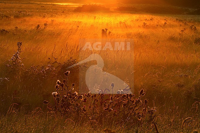 Gouden licht tijdens vroege ochtend in Lentevreugd; Golden light at early morning in Lentevreugd stock-image by Agami/Menno van Duijn,