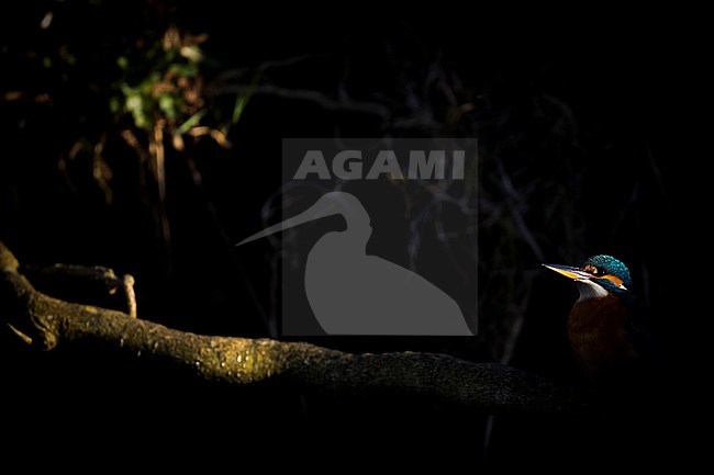 Common Kingfisher (Alcedo atthis ssp. atthis), Germany (Baden-Württemberg), adult male stock-image by Agami/Ralph Martin,