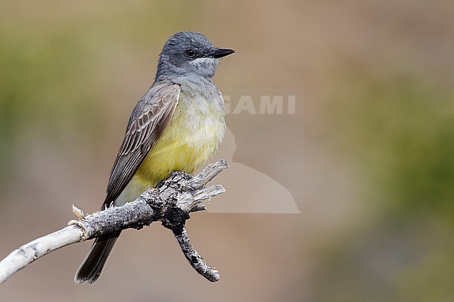 Adult
Pima Co., AZ
April 2012 stock-image by Agami/Brian E Small,