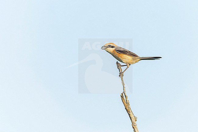 Singing male Bull-headed Shrike (Lanius bucephalus) in Japan. stock-image by Agami/Marc Guyt,