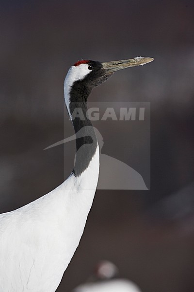 Chinese Kraanvogel; Red-crowned Crane stock-image by Agami/Marc Guyt,