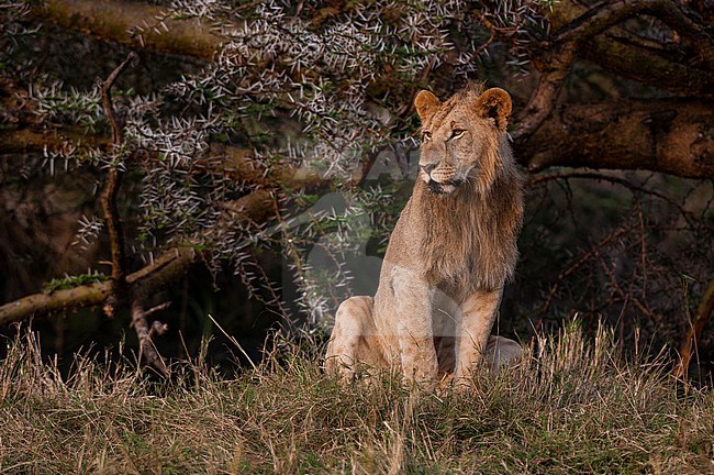 Portrait of a sub-adult male lion, Panthera leo. Masai Mara National Reserve, Kenya. stock-image by Agami/Sergio Pitamitz,