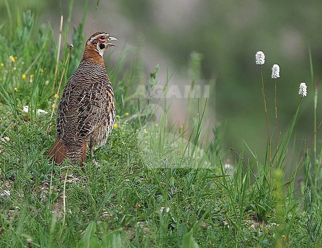 Calling male Tibetan Partridge, Perdix hodgsoniae. on Tibetan plateau, China. stock-image by Agami/James Eaton,