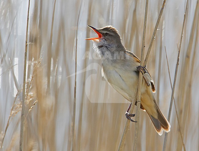 Great Reed Warbler singing; Grote Karekiet zingend stock-image by Agami/Markus Varesvuo,