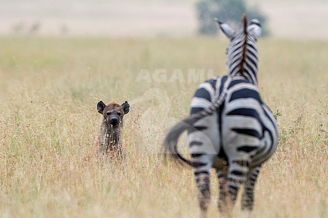 A spotted hyena, Crocuta crocuta, trying to attack a plains zebra, Equus quagga. Seronera, Serengeti National Park, Tanzania stock-image by Agami/Sergio Pitamitz,
