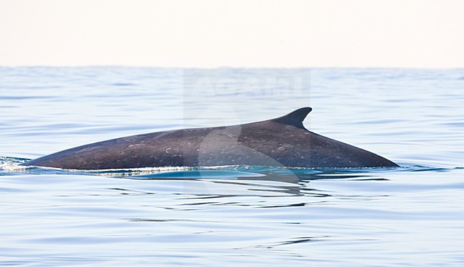 Gewone vinvis; Fin whale stock-image by Agami/Marc Guyt,