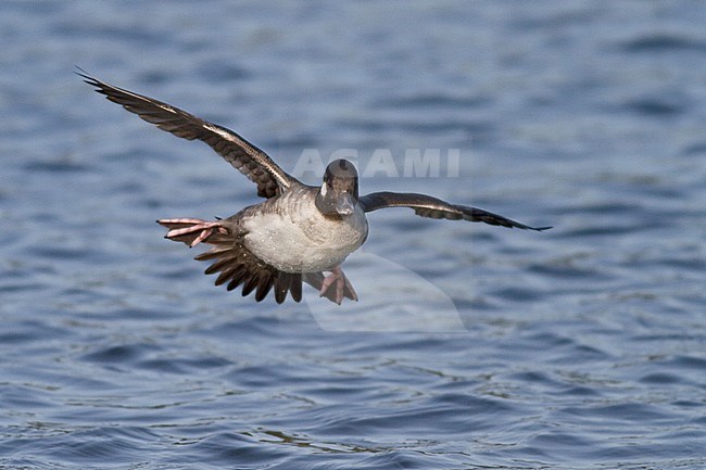 Bufflehead (Bucephala albeola) flying in Victoria, BC, Canada. stock-image by Agami/Glenn Bartley,