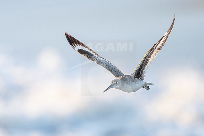Willet (Tringa semipalmata) stock-image by Agami/Marcel Burkhardt,