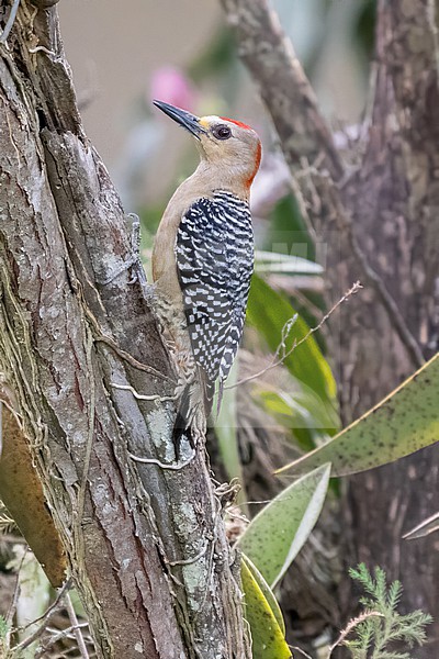Red-crowned woodpecker. Melanerpes rubricapillus rubricapillus. On a tree. stock-image by Agami/Hans Germeraad,