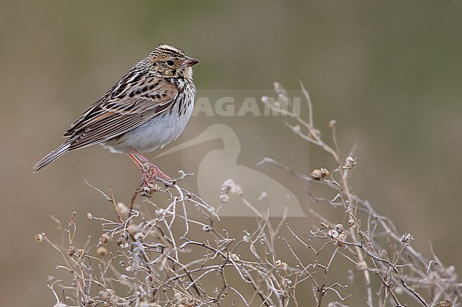 Baird's Sparrow (Ammodramus bairdii) perched in a bush stock-image by Agami/Dubi Shapiro,