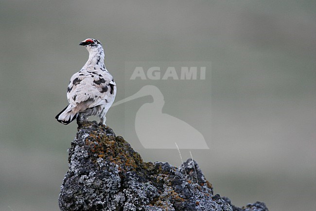 Alpensneeuwhoen op rots; Rock Ptarmigan on rock stock-image by Agami/Menno van Duijn,