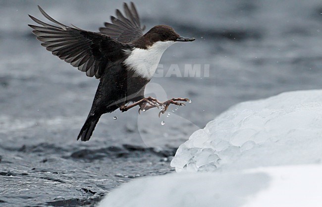 Waterspreeuw aan winters riviertje; White-throated Dipper at stream in winter stock-image by Agami/Markus Varesvuo,