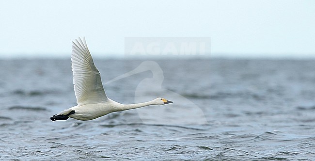 Tundra Swan Bewick's Swan Estonia
Pikkujoutsen Eesti Viro
Cygnus columbianus stock-image by Agami/Tomi Muukkonen,