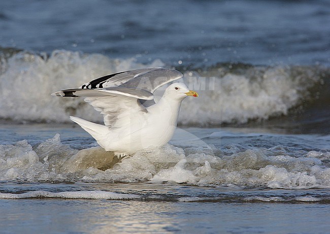 Caspian Gull, Pontische Meeuw, Larus cachinnans stock-image by Agami/Arie Ouwerkerk,