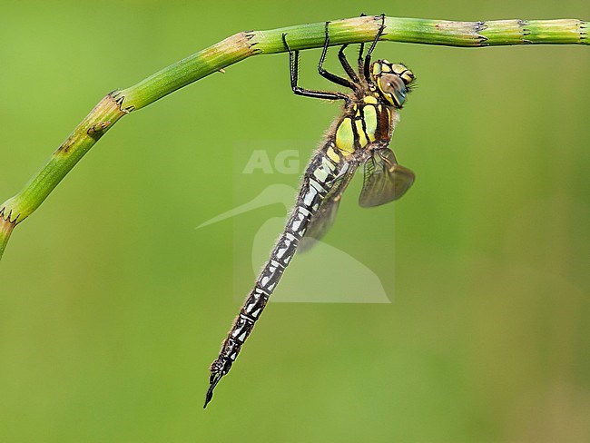 Mannetje Glassnijder, Male Brachytron pratense stock-image by Agami/Wil Leurs,