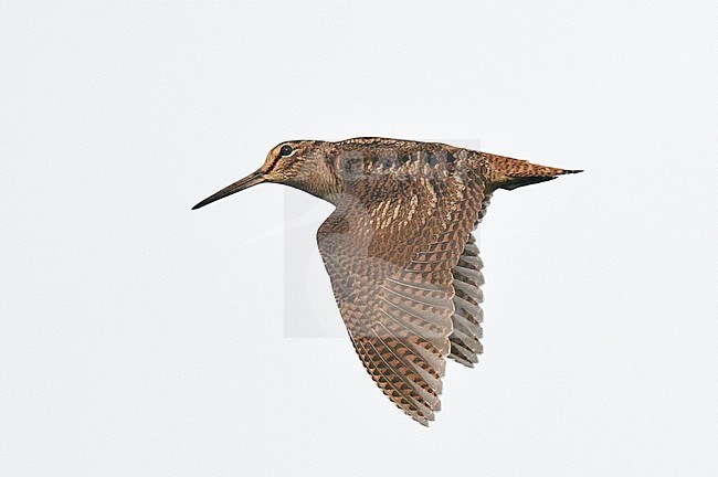 First-winter Eurasian Woodcock (Scolopax rusticola) in flight in the Netherlands. stock-image by Agami/Laurens Steijn,