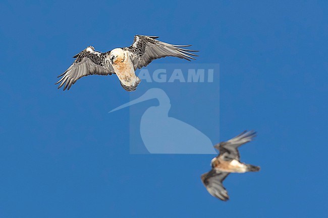 Adult  Bearded Vulture (Gypaetus barbatus) flying against blue sky  in the swiss alps. stock-image by Agami/Marcel Burkhardt,