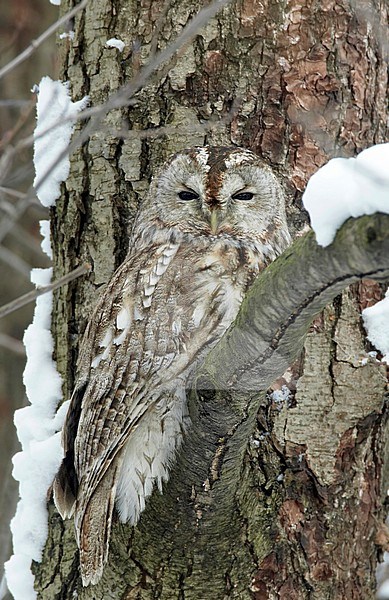 Tawny Owl, grey morph, Finland
Lehtopollo
Strix aluco stock-image by Agami/Tomi Muukkonen,