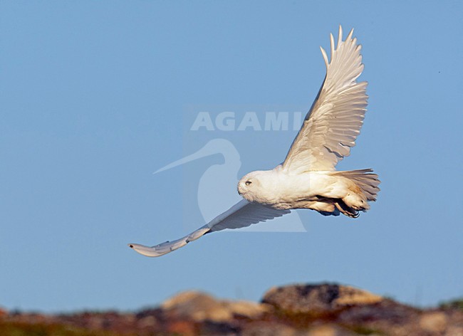 Snowy Owl adult male flying; Sneeuwuil volwassen man vliegend stock-image by Agami/Markus Varesvuo,