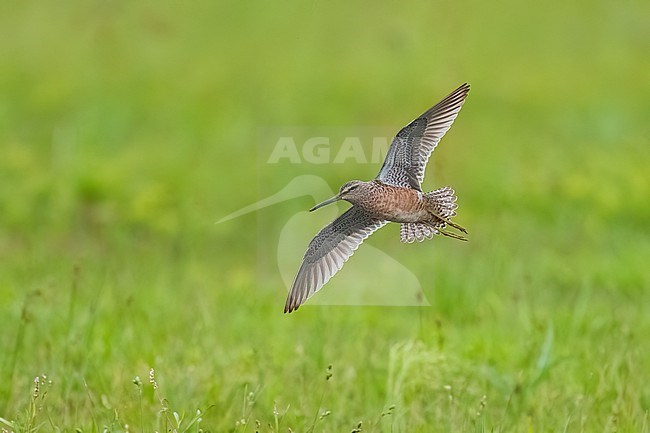 Adult breeding
Galveston Co., TX
April 2023 stock-image by Agami/Brian E Small,