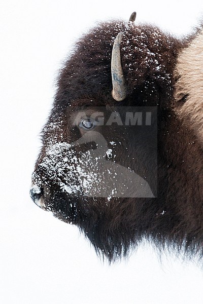 Amerikaanse bizon portrait; American bison portrait stock-image by Agami/Caroline Piek,
