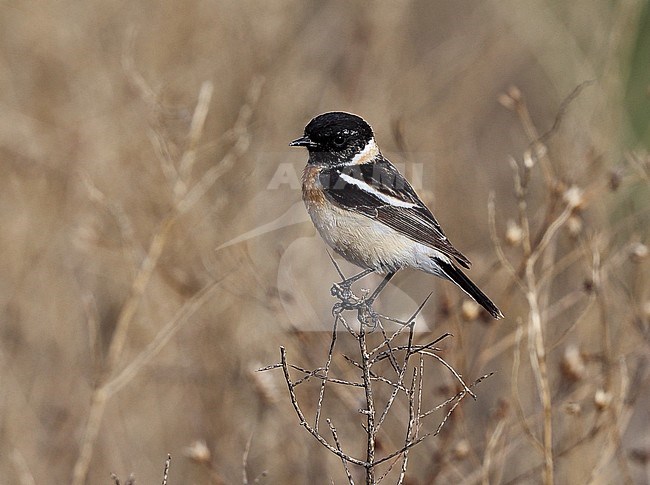 Male Siberian Stonechat (Saxicola maurus) stock-image by Agami/Andy & Gill Swash ,