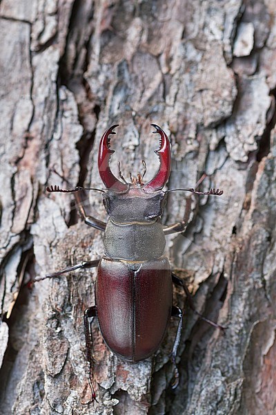 Lucanus cervus - Hirschkäfer, Germany (Baden-Württemberg), imago, male stock-image by Agami/Ralph Martin,