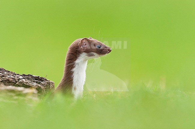 Weasel (Mustela nivalis) stock-image by Agami/Bence Mate,