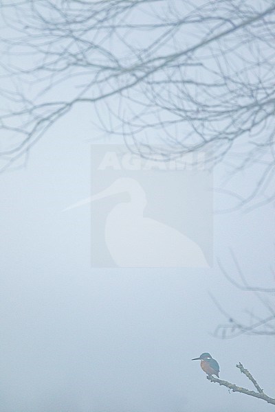 Common Kingfisher (Alcedo atthis ssp. atthis), Germany (Baden-Württemberg), adult male stock-image by Agami/Ralph Martin,