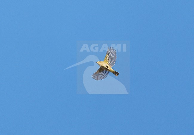Common Chiffchaff (Phylloscopus collybita) on migration flying against a blue sky showing underside and wings fully spread stock-image by Agami/Ran Schols,