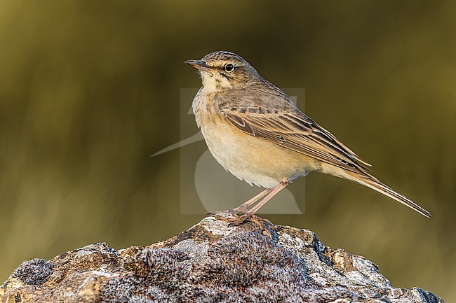 Tawny Pipit (Anthus campestris) in Italy. stock-image by Agami/Daniele Occhiato,