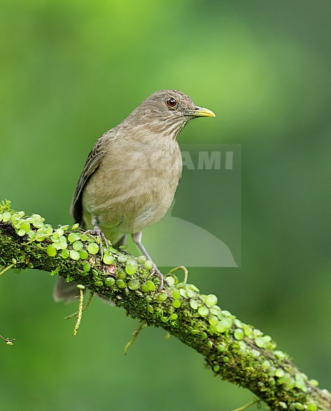 Clay-colored Thrush (Turdus grayi casius) (subspecies) perched on a branch in Manizales, Colombia, South-America. stock-image by Agami/Steve Sánchez,
