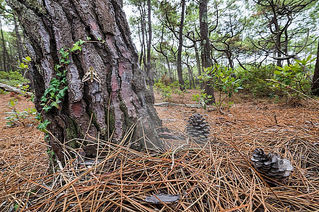 Hyles euphorbiae - Spurge hawk-moth - Wolfsmilchschwärmer, France (Landes), imago stock-image by Agami/Ralph Martin,